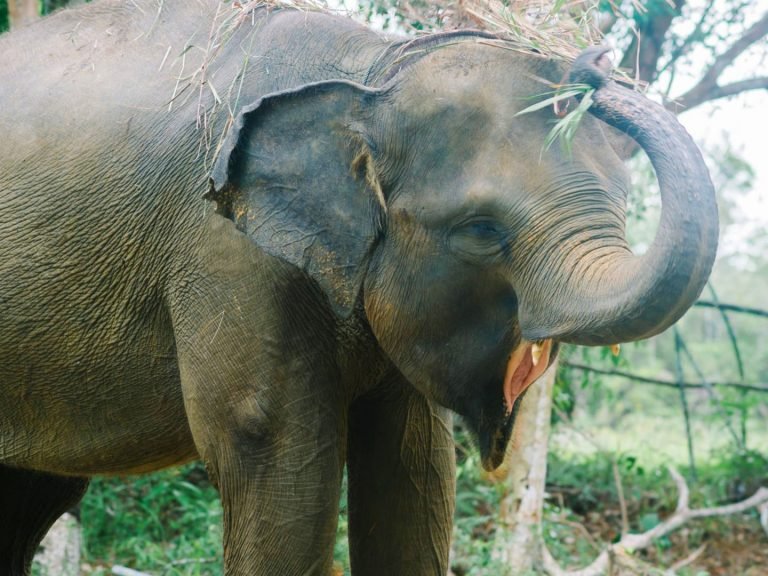 Safari-Lagoi-Eco-Farm-Elephant-768×576 (1)